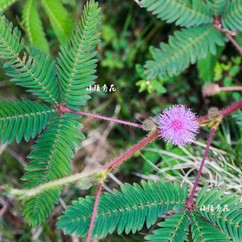 元冬花卉种子多年生野花组合种子薰衣草种子一串红种子紫茉莉百日草太阳花种子千日红种子虞美人鲁冰花种子含羞草种子大约150粒 图片价格品牌报价 京东