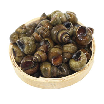 生鲜>海鲜水产>贝类>螺>鲁滨鲜>鲁滨鲜年货田螺鲜活洪泽湖清水螺蛳3斤