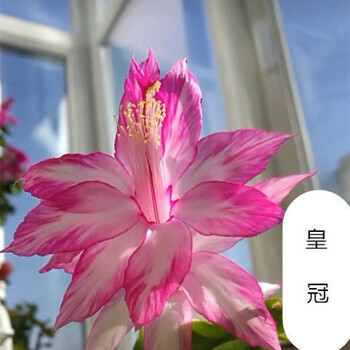 重瓣大花黄金蟹爪兰苗盆栽室内阳台花卉绿植多色四季开花 皇冠 2年苗