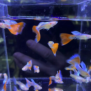 鸿运当头红头孔雀鱼转运鱼小型热带观赏鱼黄金精品凤尾鱼好养易活