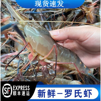 李享食丰河虾罗氏虾 鲜活速冻超大大头虾海鲜水产新鲜沼虾年货送礼 3斤9-11只/斤