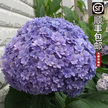 变色八仙花紫阳花阳台盆栽室内观赏花卉绣球花苗庭院地栽绿化造景点缀原盆原土发货当年开花花手鞠15 25cm 图片价格品牌报价 京东 变色八仙花紫阳花阳台盆栽室内观赏花卉绣球花苗庭院地栽绿化造景点缀原盆原土发货当年开花花手鞠15 25cm 图片价格品牌报价 京东