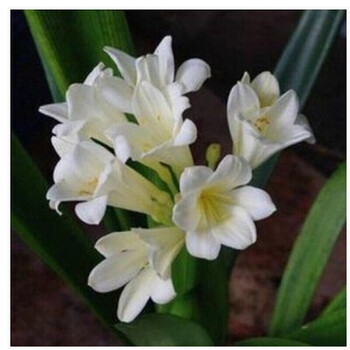 君子兰盆栽 各品系小苗 君子兰苗圆头和尚君子兰盆栽君子兰花苗 白花