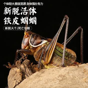 蝈蝈活炮筒铁蝈蝈鸣虫蝈蝈活体大幼虫憨叫大肚子叫铁皮蝈蝈宠物大号