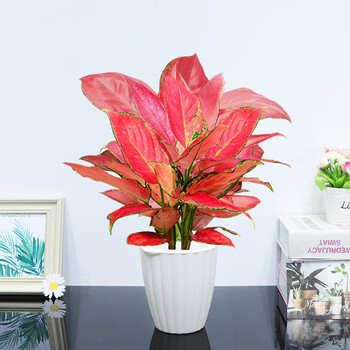 吉利红大号盆栽绿植花卉室内客厅办公水培好养净化空气防辐射红色植物