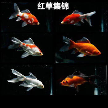 10-12厘米红色 红白草金6 2