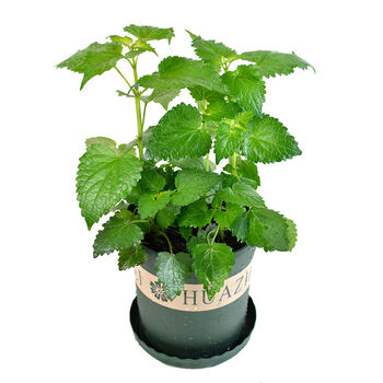 百婉集 藿香苗盆栽四川荷香小茴香菜苗阳台鱼香薄荷四季可食用室内外