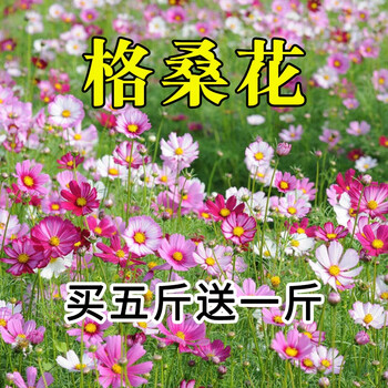 花卉种子花籽四季种易活格桑花波斯菊花草百日草野花组合开花室外鲜花盆栽种植庭院室内四季花多年生简雪格桑花种子1000粒 图片价格品牌报价 京东 花卉种子花籽四季种易活格桑花波斯菊花草百日草野花组合开花室外鲜花盆栽种植庭院室内四季花多年生简雪格桑花种子1000粒 图片价格品牌报价 京东