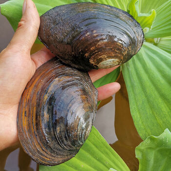 大河蚌农家新鲜淡水活体肉蚌壳歪儿河蛤蜊鸟贝1214厘米5斤