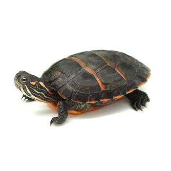 瑾伦东部锦龟中西南锦活体龟苗小乌龟外塘东锦大龟观赏6至8厘米东锦纯