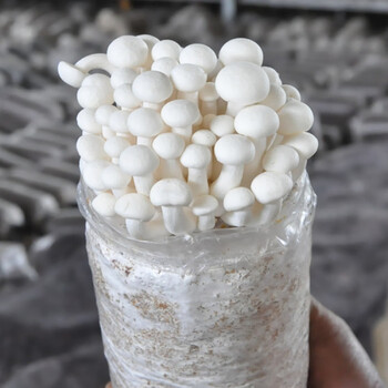 食用菌菌包菌棒白玉菇食用蘑菇菌包阳台种植菌种多肉植物 白玉菇袋装