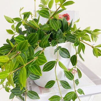 精选钻石翡翠吊兰盆栽垂吊室内办公室绿植好养四季常青植物净化空气