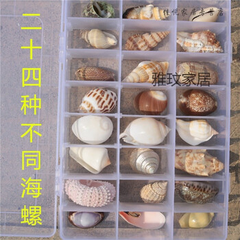 海螺贝壳收纳礼盒装送人收藏礼品礼物送朋友 24格海胆款【图片 价格