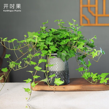开时果 绿植盆栽办公室桌面摆件（栽好发货）水培绿植花卉盆景水生植物 常春藤