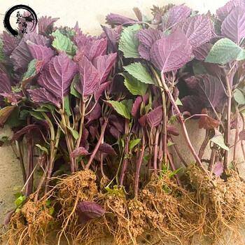 采缇caiti野生苏子苗新鲜绿苏紫苏苗盆栽带土现摘新鲜室内阳台易活