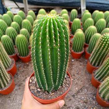 仙人球 办公桌 仙人掌盆栽多肉植物超大飞碟毛花仙人柱凤龙开大花多肉