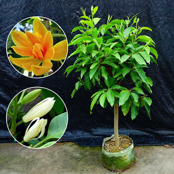 白兰花盆栽花卉植物室内花四季黄角兰白玉兰花树苗老桩白兰8年苗2 5cm直径当年开花不含盆 图片价格品牌报价 京东