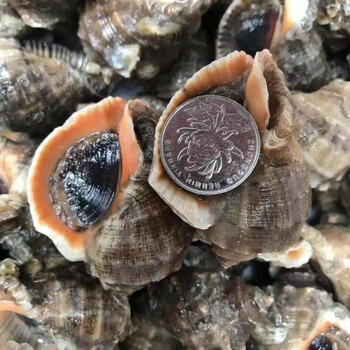 青岛新鲜海螺海鲜水产贝类现挖花螺昌隆福记 一斤8-11只左右小海螺 1