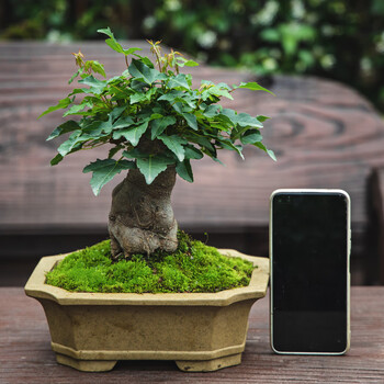 勋狸粑唐枫盆景矮霸老桩枫树喜阳耐晒植物阳台绿植盆栽室内客厅十五年