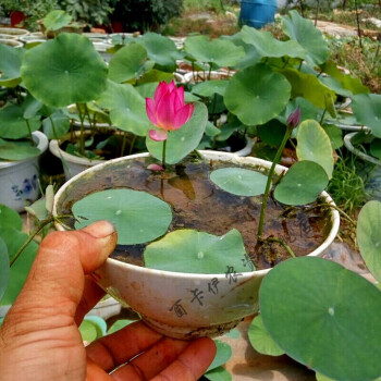 碗蓮種藕根莖帶花水培植物四季室內小荷花迷你成品苗小型微型 微型