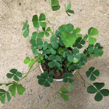 四叶草 幸运草 阳台盆栽观赏植物 四叶草盆栽(原盆) 带盆栽好