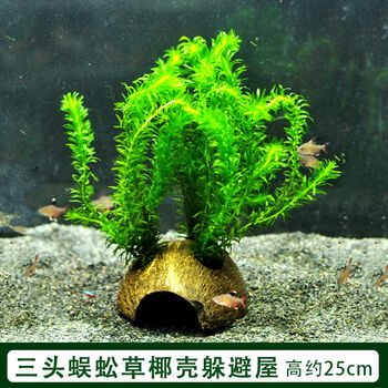 鱼缸造景沉木水榕懒人水草淡水阴性植物懒人水草躲避屋易养活三头蜈蚣草椰壳屋 图片价格品牌报价 京东