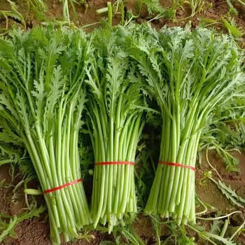 金装优品高杆千里香小叶茼蒿种子种籽菜种四季皇帝菜秋冬籽种冬季 高