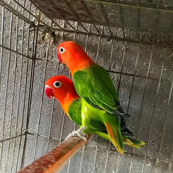 莱羡朵牡丹鹦鹉活体爱情鸟宠物鸟活体中小型说话活体宠物鸟家养成年