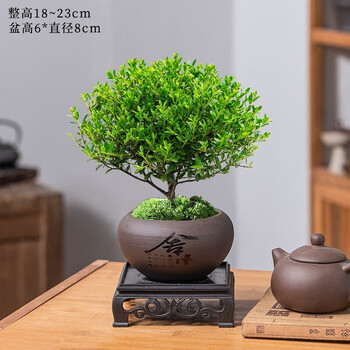 步恋 小叶赤楠盆景摆件 室内绿植花卉盆栽老桩客厅办公室桌面好养植物 舍得紫砂盆+底座+肥料 小叶赤楠