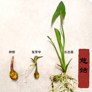 绍涵水生植物慈姑种苗茨菇苗燕尾草挺水水草湿地鱼缸