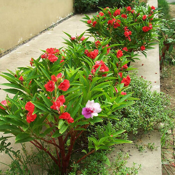 花琴凤仙花半斤 花琴菊花种子凤仙花种子花种籽子四季开花易活花籽庭院室外花卉野花组合绿化工程种子 凤仙花半斤 行情报价价格评测 京东