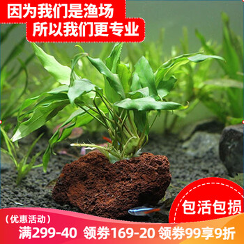 惊喜!水草用品价格历史走势揭秘,最热门的水草用品推荐!