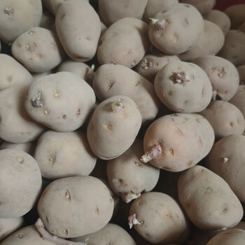 恩施小土豆马尔科老品种硒土豆洋芋种子带芽发货5000g乒乓球到鸡蛋大