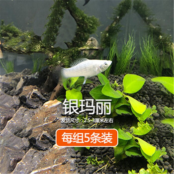 活体宠物热带观赏鱼金银黑皮球玛丽除油膜胎生鱼红箭红白剑米奇月光牡丹小型活体鱼3厘米银玛丽5条 图片价格品牌报价 京东