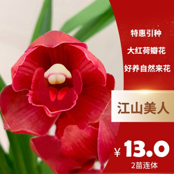 劉閣蘭花价格走势及销量排行榜