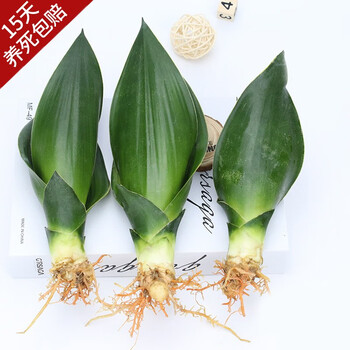 开时果 金边虎皮兰盆栽绿植室内 植物盆景办公室桌面小绿植花卉花草裸苗 黑钻石兰3棵（15-20cm）