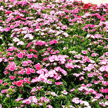 室外花种耐寒花卉植物四季种易活北方花种子石竹庭院矮生秋天花籽常夏石竹500克 图片价格品牌报价 京东