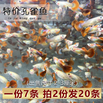 唐宠孔雀鱼热带鱼观赏鱼活体纯种花鳉小型鱼淡水鱼胎生繁殖凤尾鱼孕母套餐胎生繁殖景观鱼水族宠物鱼杂袍大耳孔雀 1份8条 拍2份条 图片价格品牌报价 京东 唐宠孔雀鱼热带鱼观赏鱼活体纯种花鳉小型鱼淡水鱼胎生繁殖凤尾鱼孕母套餐胎生繁殖景观鱼水族宠物鱼杂袍大耳孔雀 1份8条 拍2份条 图片价格品牌报价 京东