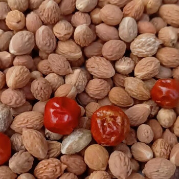 野生优品酸枣核17元100克朝阳本地货50克出仁率11克