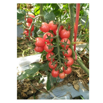 民汇园 蔬菜种子圣女果种子黑绿黄红色西红柿种子菜种子彩色小番茄籽 红樱桃番茄2g约600粒