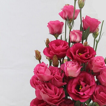 罔嘉洋桔梗花苗 洋桔梗花苗小苗露西塔系列重瓣切花洋桔梗 露西塔红色