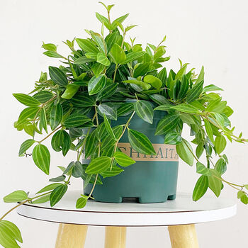 精品绿植钻石翡翠吊兰盆栽垂吊室内办公室绿植好养四季常青植物净化