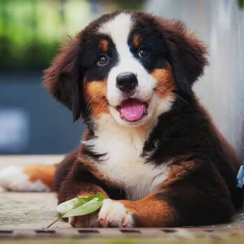 【品质保障】伯恩山犬幼犬宠物狗狗活体伯恩山犬活体幼崽幼犬 宠物b级