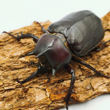 古介独角仙甲虫宠物成虫幼虫姬兜爬虫巨型超大个体兜虫花金龟活体锹甲