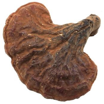 野生灵芝500g长白山林下大灵芝干货赤灵芝整朵枝一斤装泡酒