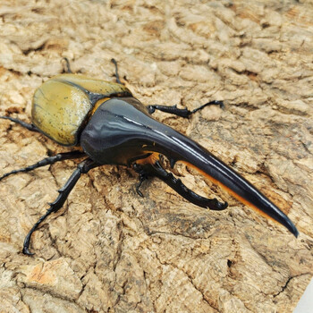 Zxc长戟大兜虫dhh海格力斯甲虫爬虫活体独角仙另有战神亚克锹甲sdu162幼虫l3单公 图片价格品牌报价 京东