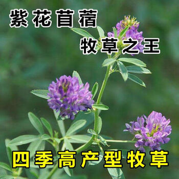 Xbpgd紫花苜蓿草种子鸡牛羊兔子鱼饲料草籽高产耐寒四季多年生牧草菊苣种籽紫花苜蓿包衣50克试种 图片价格品牌报价 京东 Xbpgd紫花苜蓿草种子鸡牛羊兔子鱼饲料草籽高产耐寒四季多年生牧草菊苣种籽紫花苜蓿包衣50克试种 图片价格品牌报价 京东