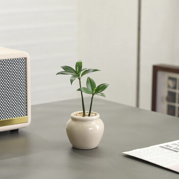 八芽绿植盆栽合集的图片 第1张