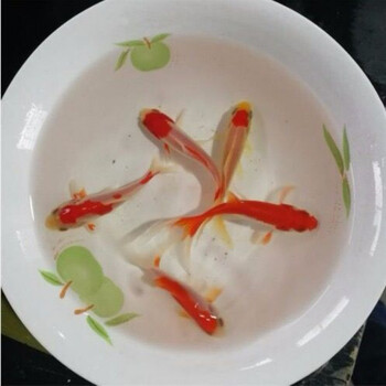 观赏鱼草金金鱼冷水易养宠物风水小红草锦鲤活体鱼苗57cm红白草8条2条