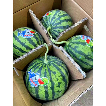 元族冰糖麒麟西瓜当季8424美都无籽大西瓜特级孕妇水果新鲜整箱当季